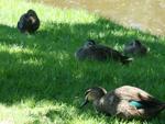 Ducks